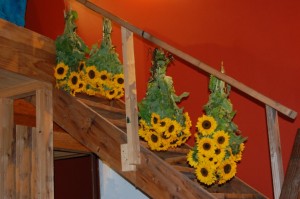 Drying Sunflowers