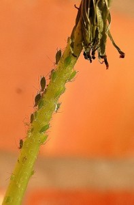 Control aphids naturally 
