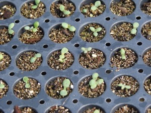 seed starting indoors
