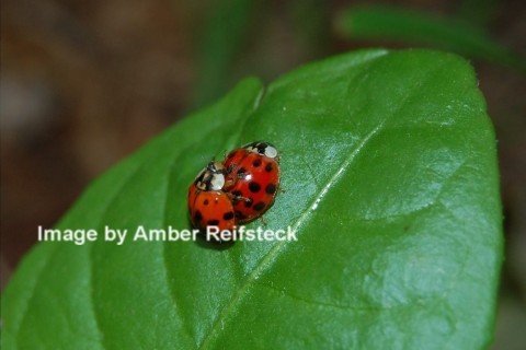 Ladybugs