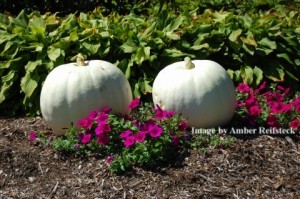 White Pumpkins - by Amber Reifsteck