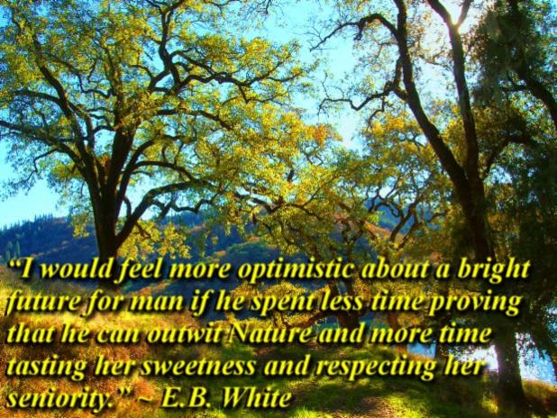 I Would Feel More Optimistic ~ The Woodland Elf