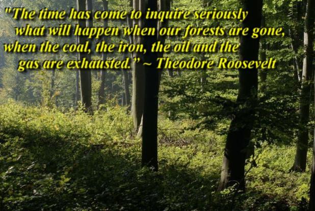 What will happen to our forests