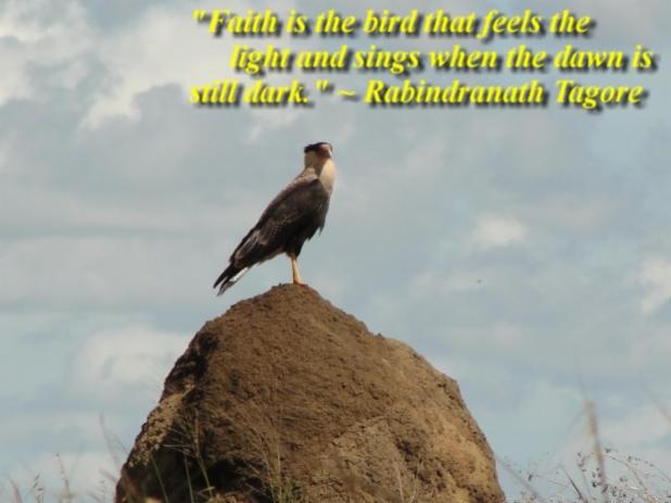 faith is the bird