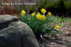 Hidden Daffodils