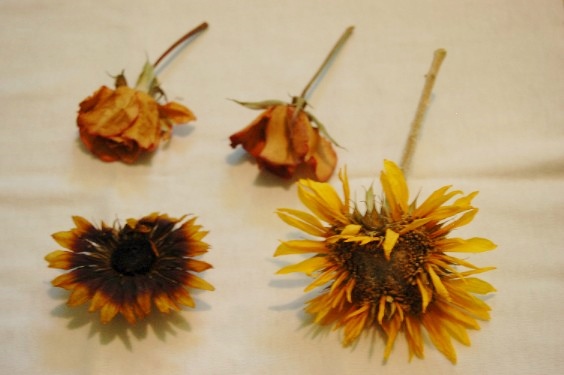 Flower Preservation: Silica