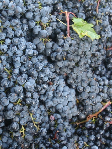 Making your own grape juice