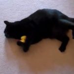 How to Make a Catnip Toy
