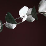 Eucalyptus Essential Oil