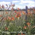 Daylily Daydream - By Amber Reifsteck