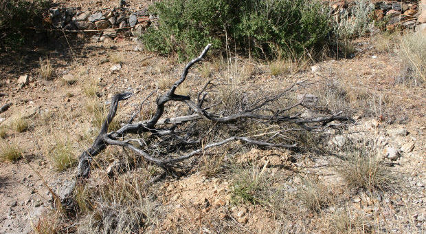 cheap home decor from nature