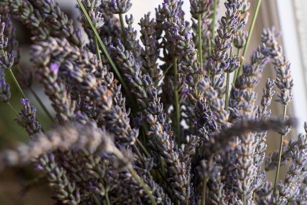 Natural homemade bug repellent