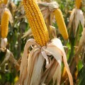 GMO Foods: Why Doesn't Monsanto Want Them Labeled?