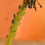 Natural Ways to Control Aphids