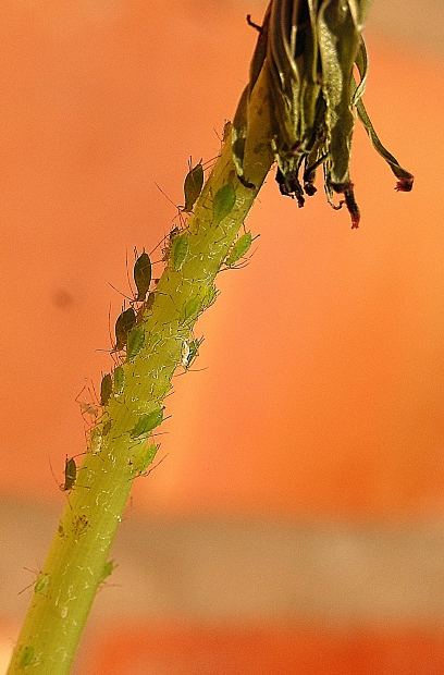 Natural Ways To Control Aphids