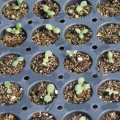 seed starting indoors