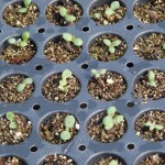 The Basics of Starting Seeds Indoors