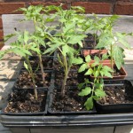 How to Transplant Seedlings