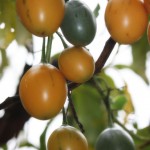 Hanging Tomatoes