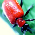 Homemade Red Lily Beetles Deterrent