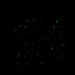 Glow in the Dark Stardust Party Glasses