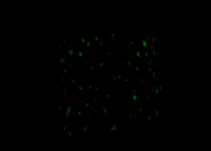 Glow in the Dark Stardust Party Glasses