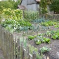 5 Reasons For Planting A Garden
