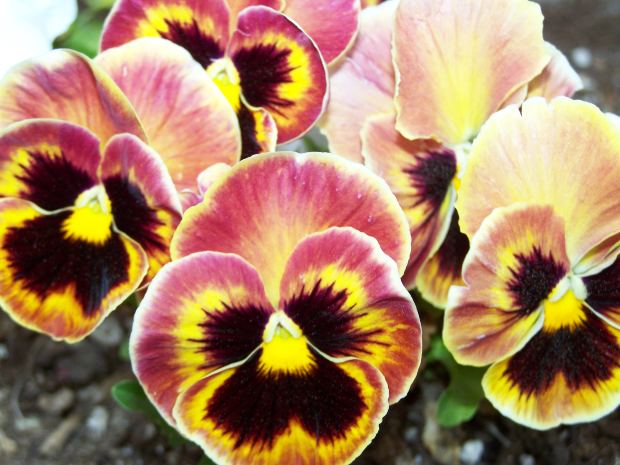 Sugar Flowers Recipe