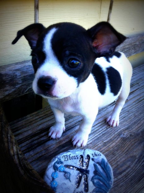 Say No to Puppy Mills, Adopt a Shelter Pet