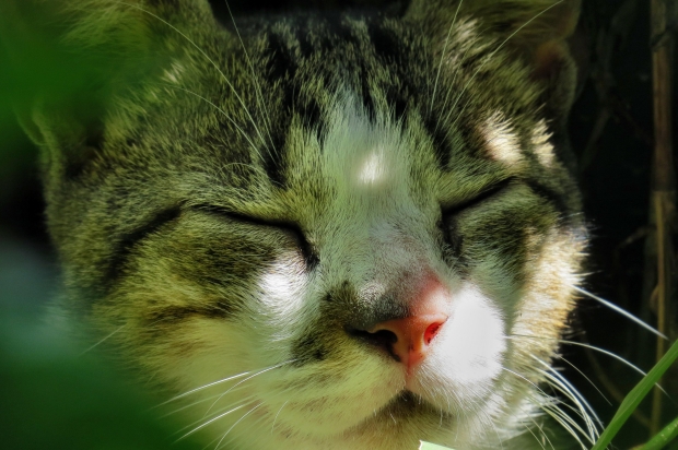 Acupuncture is Good for Your Pets Too