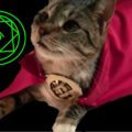 Dr. Strange Cat Costume DIY 3