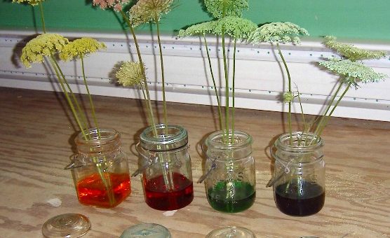 Dying Queen Anne's Lace