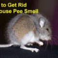 How to Get Rid of Mouse Pee Smell