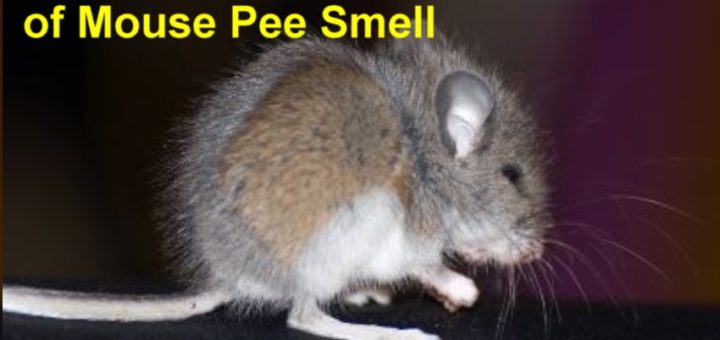 How to Get Rid of Mouse Pee Smell