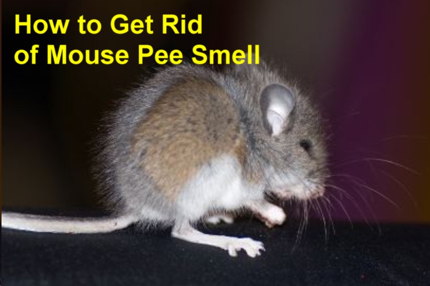 How to Get Rid of Mouse Pee Smell 