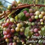 Everything Else Gallery