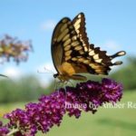 Butterfly Bush – Greeting Card