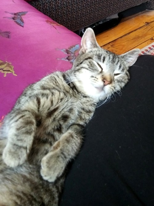 DIY Hidden Litter Box - Cats, Less Mess Litter