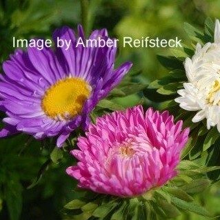Flowers Gallery