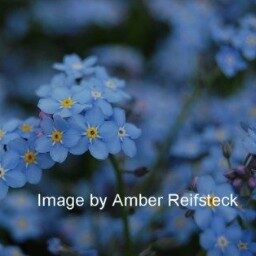 Forget-Me-Not - Greeting Card