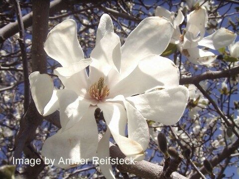 Magnolia Rain