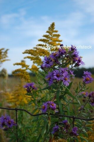 Asters and Goldenrod