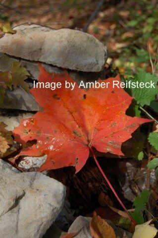 Autumn Colors