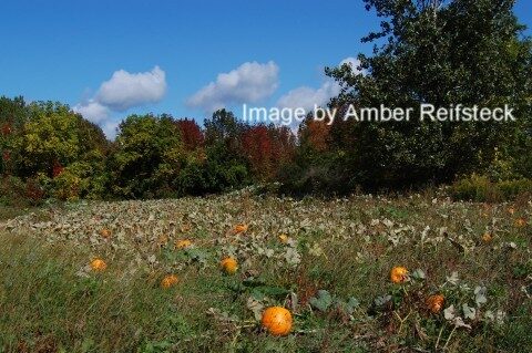 Autumn Sky