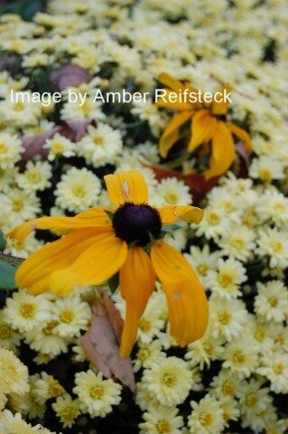 Black-Eyed Susan
