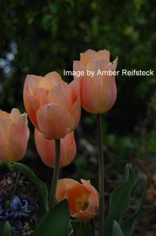 Blushing Beauties