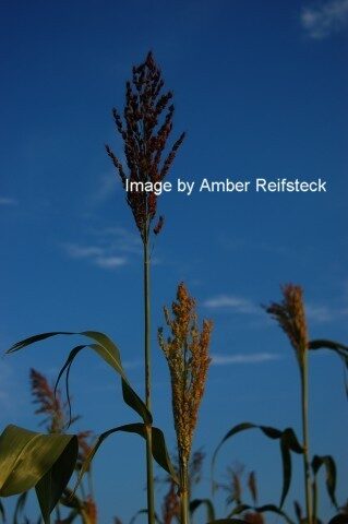 Broomcorn