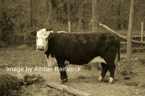 Cattle Rub