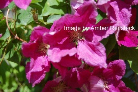 Clematis
