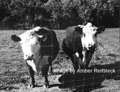 Cowgirls